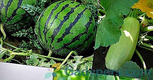 Melone in melone v srednjem območju Rusije: najboljše sorte in pravila gojenja