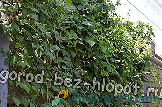 Kiedy sadzić truskawki na sadzonkach w 2018 roku: wskazówki, znaki, terminy