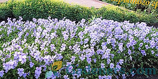 Квітучі почвопокривні багаторічники: приклади оформлення саду
