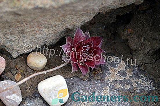 Биљна камена ружа: садња и негу на отвореном тлу