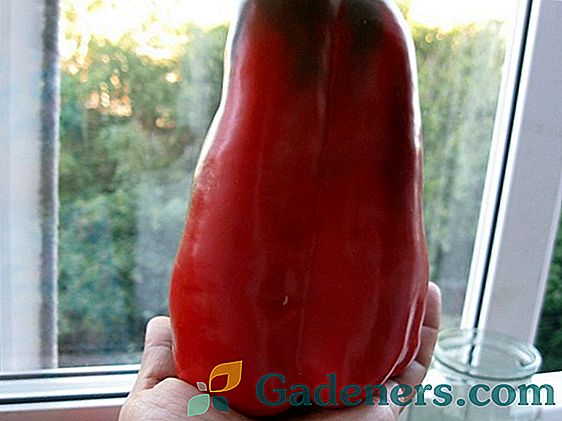 Sladki poper Cockatoo - hibrid za ljubitelje velikega sadja