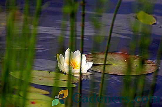 Ūdens-lilija: brīnišķīgs dārzu rezervuāru iedzīvotājs