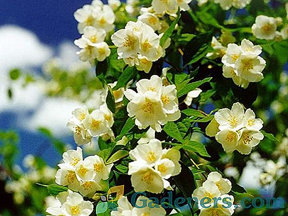 Chubushnik (jasmine): kako uzgajati buket busha na vašem siteu
