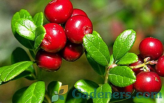 Cowberry: keř s užitočnými a chutné ovocie vo vašom vidieckom dome