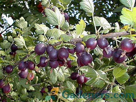 Јосхта: биљка са укусним воћем