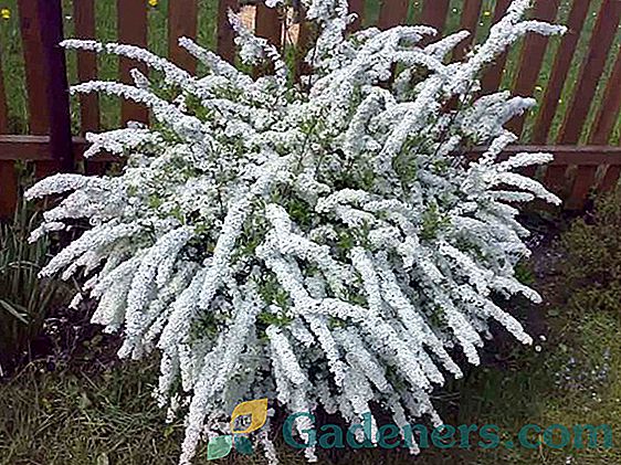Спирја Вангутта: снежна лавина цвијећа