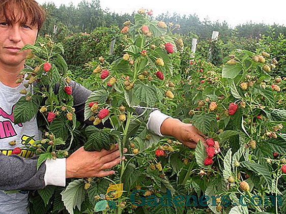 Najlepsze odmiany agrestu do uprawy w różnych częściach Rosji