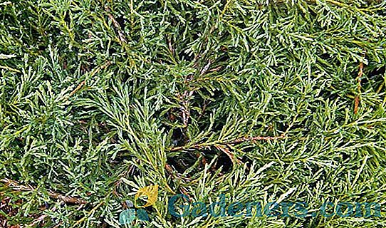 Evergreen jałowca Andory kompaktowy