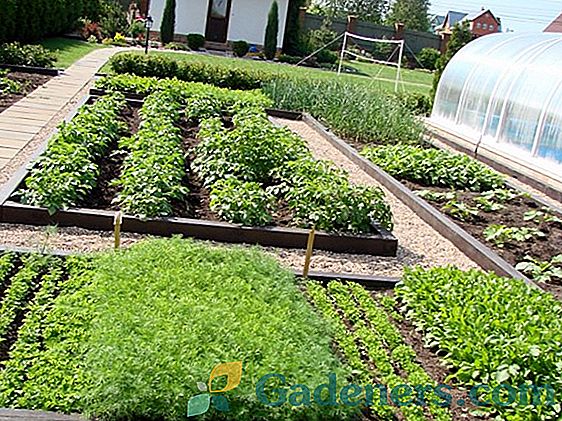 Vysoké zeleninové záhrady a postele: hlavné výhody a vybavenie