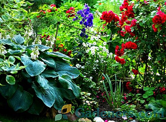 Nejlepší odstín-milující a stín-tolerantní rostliny pro letní chaty a zahrady