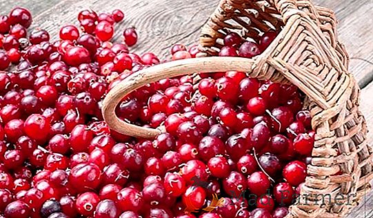 Cranberry - um deleite, um remédio ou um veneno?
