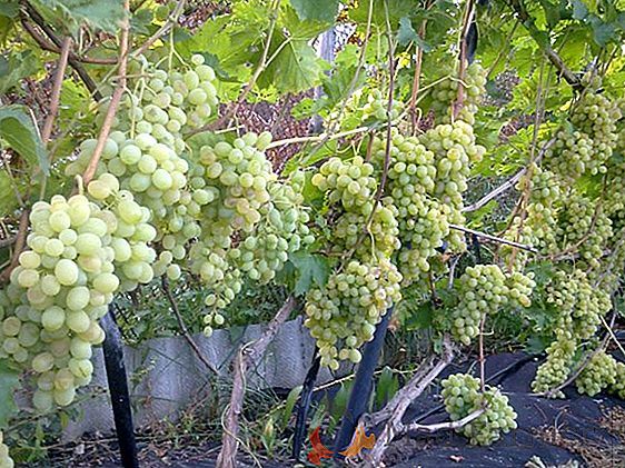 Recorte de uvas no verão e no outono: o que você precisa saber sobre isso e como implementá-lo?