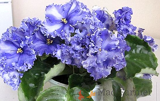 Flor violeta delicada: variedades, posibles enfermedades, cuidado y reproducción
