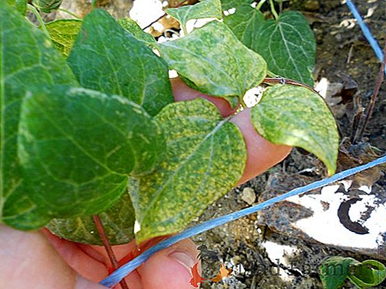 Doenças e pragas de clematis