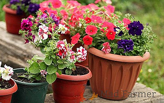 Отглеждане и грижи за цветята на глоксиния