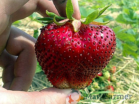 Cultivo de fresas según la tecnología holandesa