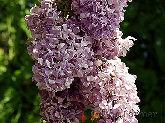 Variétés lilas: chaque arbuste est beau d'une manière individuelle