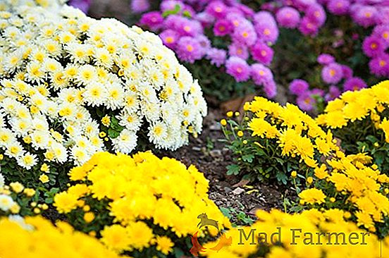 Monarda - užitočná a voňavá výzdoba vašej záhrady