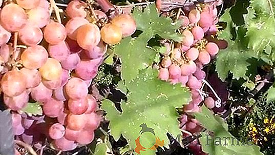 Новые сорта винограда