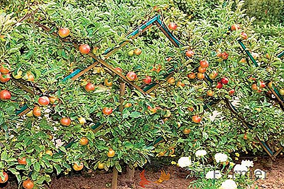 Ravageurs des arbres fruitiers - qui devrait avoir peur du jardinier