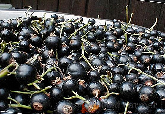 Засаждане на червено френско грозде. Сортове от червено касис