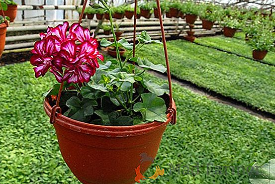Riproduzione e coltivazione di crisantemi. Consigli utili