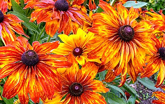 Rudbeckia - una flor soleada y brillante para cualquier jardín