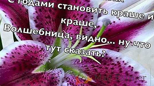 Чарівниця м'ята - освіжаюча, прояснює розум, що дарує радість