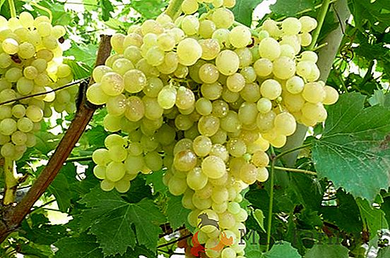 Najlepsze odmiany winorośli