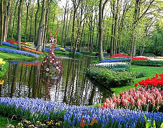 Тюльпаны - восхитительные, красочные гости в саду