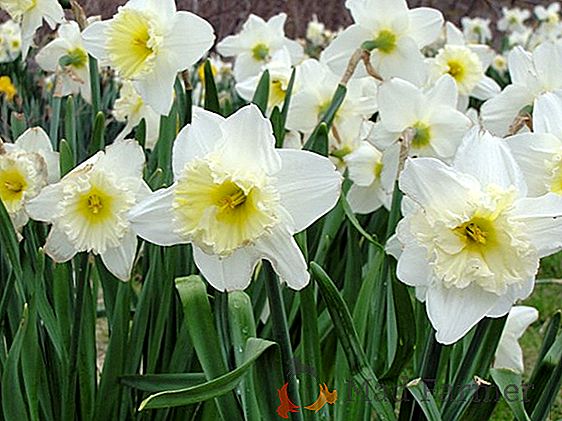 Los narcisos sin pretensiones se despiertan con la primavera temprana