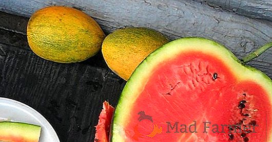 Meloun je bobule z cukru. Jak pěstovat meloun v zemi