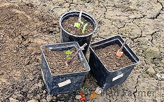 Les moyens de la propagation des raisins par les boutures