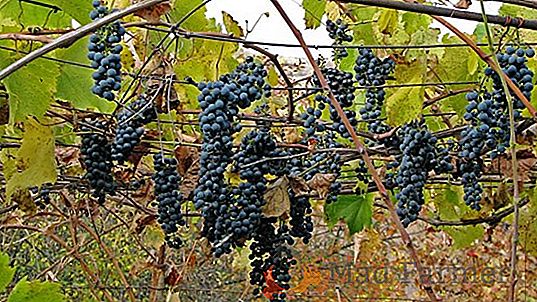 Odrůdy hroznového vína