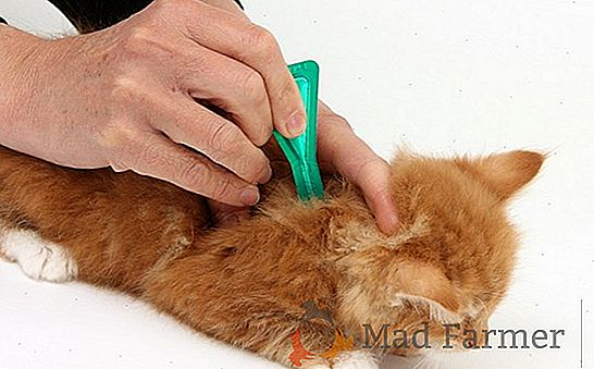 Pregled proizvajalcev pomočjo bolh: ADVANTIX za mačke, Hartz, kapljice ovire in druga sredstva