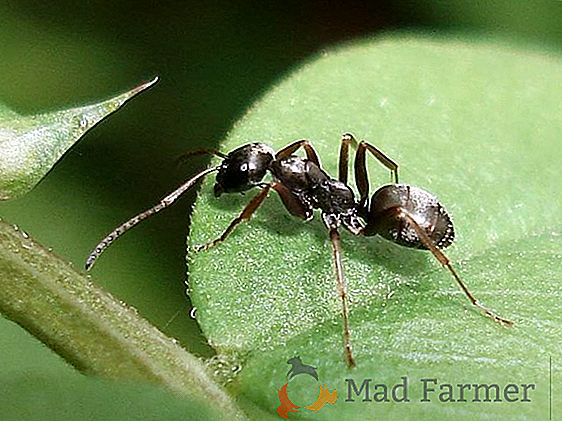 Čierny mravce - rys, poškodenie a spôsoby boja
