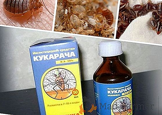 Cucaracha iz bedbugov navodila za odstranjevanje