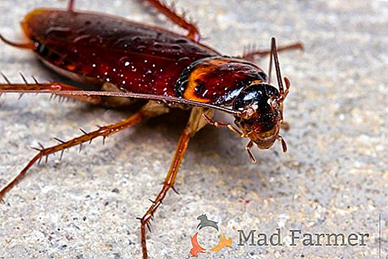 Popis druhov červených švábov: koľko a kde žijú, ako sa množia, ako sa ich zbaviť v byte