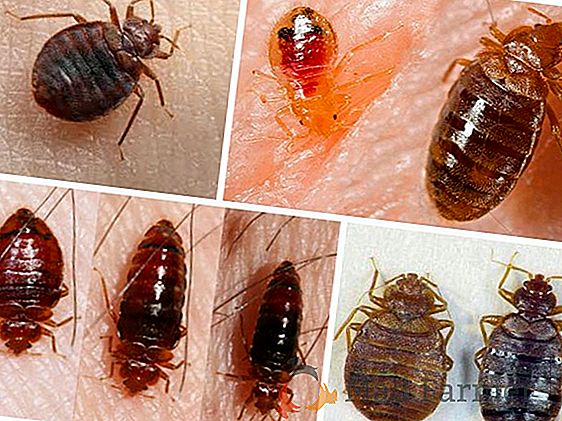 Podrobnosti o tem, kako se znebiti ščurkov v hiši: najučinkovitejši načini boja, preprečevanja