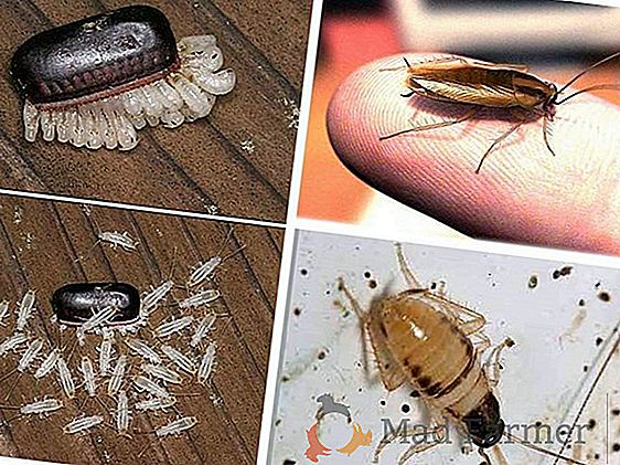Scopri quanti scarafaggi vivi? Casa e in natura Qual è il loro ciclo di vita