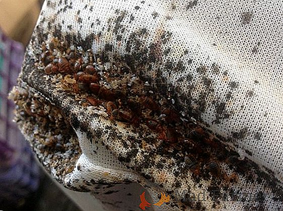 Habitats où les insectes vivent dans un appartement: signes de leur disponibilité, comment trouver et détruire les nids