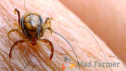 Come appaiono i bug di casa: una foto, come sbarazzarsi a casa? Come trovarli, dove si nascondono e come gestirli efficacemente