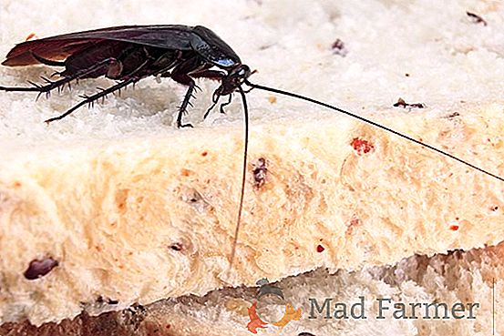 Jak si vybrat prostředky švábů v bytě: co mají strach z hmyzu, který pomáhá přehled dnes populárních značek