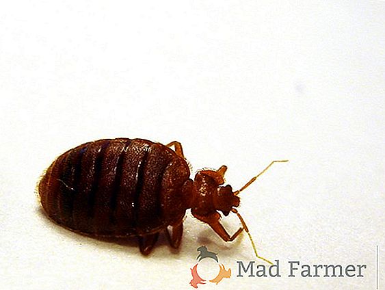 Kako premagati domačo žuželke - rumene mravlje?