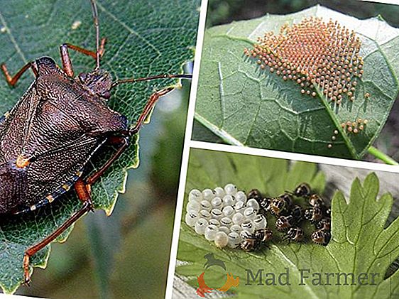 Considérez quoi manger les insectes: ce que leurs pièces buccales, quoi et comment manger, peuvent survivre longtemps sans nourriture