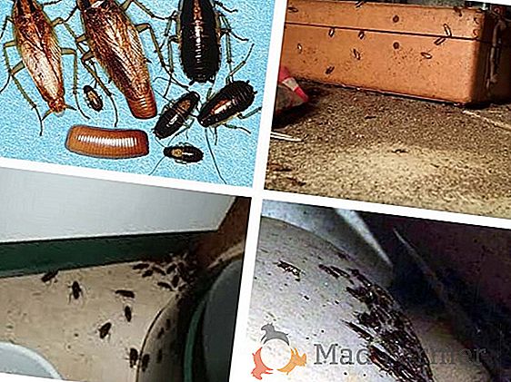 Remedii populare pentru ploaie de acasă la domiciliu: cum să elimini insectele din apartament, avantajele și dezavantajele diferitelor substanțe chimice