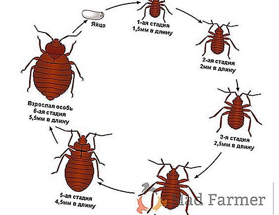Tři stupně vývoje krveprolitých postelí: vejce, larvy štěnice, dospělý hmyz. Jak se tyto parazity množí a rozvíjejí?
