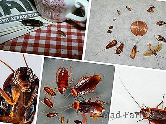 Scopri se scarafaggi morso: quando e che sono più propensi a mordere di morsi pericolosi per l'uomo, le foto
