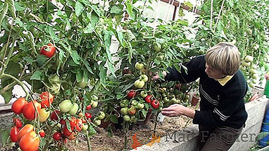 Красивое растение с богатым урожаем сорт томатов - «Де Барао Жёлтый (Золотой)»