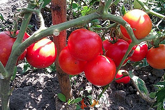 Rozmarný obor s vysokým výnosom - hybridný paradajok "Tornado"